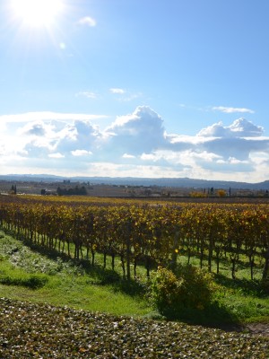 Verona and Valpolicella Day Trip from Venice - Picture 6