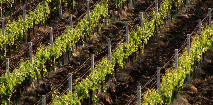 Best Wine tasting Itineraries in Tuscany