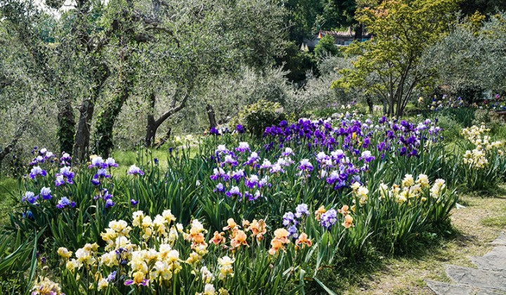 The secret gardens of florence: hidden gems in the city